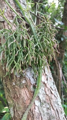 Rhipsalis teres