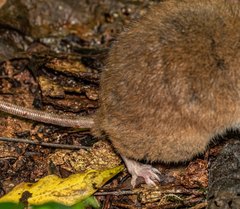 Melomys cervinipes