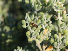 Ancistrocerus kerneri