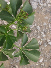Jatropha excisa