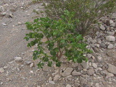 Jatropha excisa
