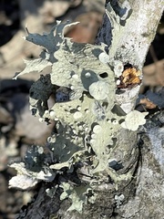 Ramalina culbersoniorum