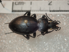 Carabus graecus