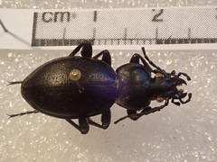 Carabus graecus