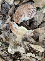 Agaricales
