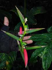 Heliconia metallica