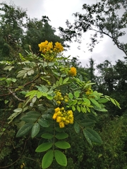 Senna racemosa