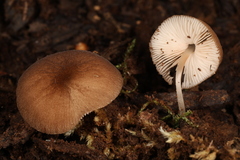 Pluteus seticeps