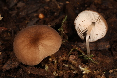 Pluteus seticeps