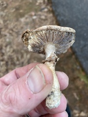 Agaricales