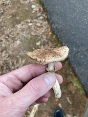 Agaricales