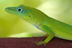 Anolis callainus