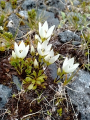 Gentianella montana montana