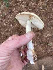 Amanita