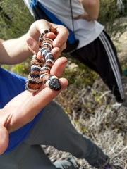 Lampropeltis multifasciata