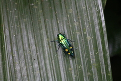 Saundersina modesta