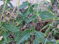 Tridax procumbens image