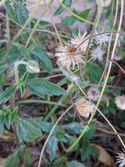 Tridax procumbens image