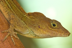 Anolis hispaniolae