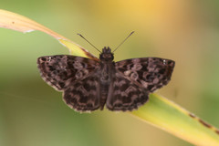 Gorgythion begga begga