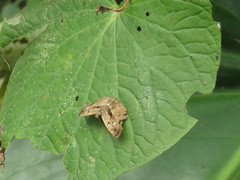 Quadrus lugubris