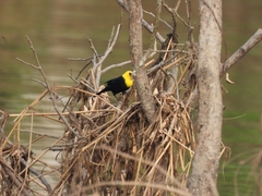 Chrysomus icterocephalus