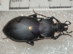 Carabus graecus morio