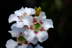 Leptospermum nitidum