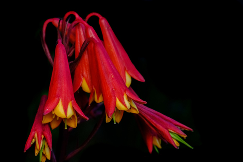 Blandfordia punicea (Labill.) Sweet