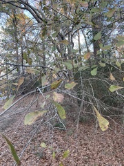 Quercus