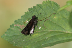 Gorgythion begga begga