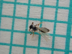 Amblyaspis