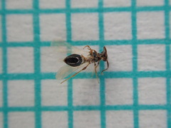 Amblyaspis