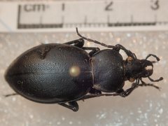 Carabus graecus morio