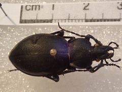 Carabus graecus morio
