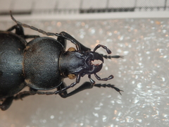 Carabus graecus morio