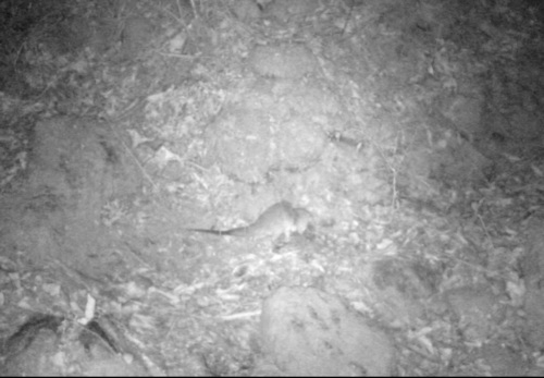 Massoia's Lutrine Opossum