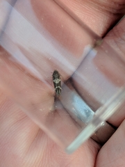 Mompha subbistrigella