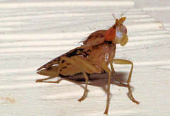 Trypetoptera canadensis