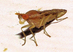 Trypetoptera canadensis