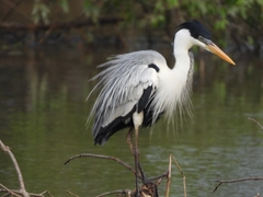 Ardea cocoi