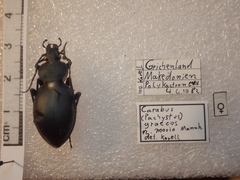 Carabus graecus morio
