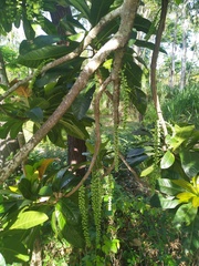 Barringtonia calyptrata