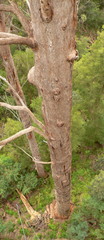 Eucalyptus jacksonii