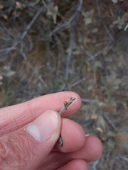 Neuroterus alexandrae