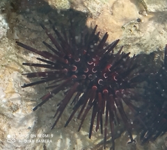 Echinometra lucunter