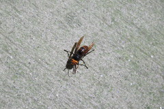 Vespa analis insularis