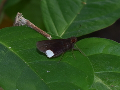 Cobalus virbius