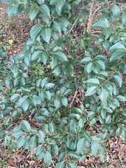 Magnoliopsida