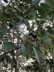 Magnoliopsida